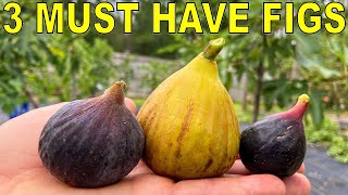 3 MUST HAVE FIG VARIETIES For Every Garden [upl. by Elrahc]