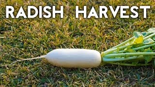 How to grow amp harvest Diakon amp White Icile radish [upl. by Dulci751]