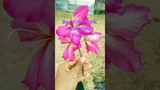 Beautiful Pink Bauhinia Flower [upl. by Kcira]