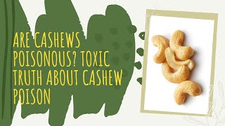 Are Cashews Poisonous Toxic Truth about Cashew Poison [upl. by Wynny350]