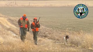 Pheasant Hunting Colorado [upl. by Brader]