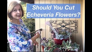 Should you Cut Echeveria Flowers [upl. by Ecnaiva]