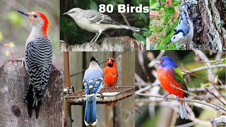 Identify Your Backyard Birds [upl. by Thorlie783]