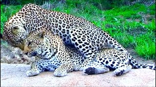 Leopard Mating  Honeymoon Leopard Couple Caught In Action At Serengeti National Park [upl. by Drolyag638]