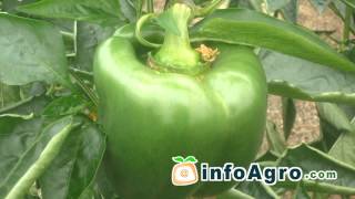 Peppers Growing How to plant grow and harvest peppers 12 [upl. by Mason]