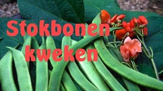 Bonen kweken stokbonen zaaienmov [upl. by Templas]