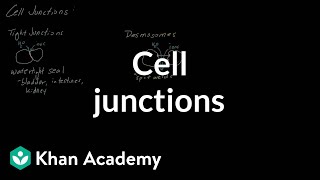 Cell Junctions  Cells  MCAT  Khan Academy [upl. by Micheline]