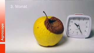 Décomposition accélérée des pommes à 20 ° C [upl. by Anived]