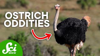 3 Fun Facts About Ostriches Youll Love [upl. by Valorie840]