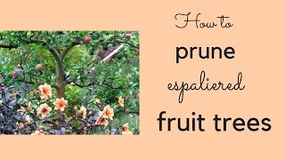 How to winter prune espaliered apple and pear trees [upl. by Airreis654]