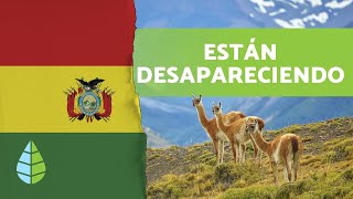 10 animales en PELIGRO DE EXTINCIÓN en BOLIVIA [upl. by Teplitz]