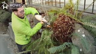 How to Cut Back Ferns [upl. by Lemhar]