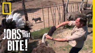 Wrestling an Ostrich  Jobs That Bite [upl. by Hsina]