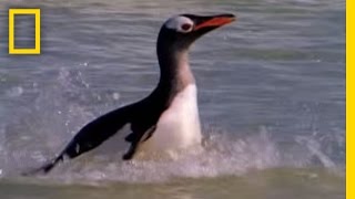 Sea Lion vs Penguin  National Geographic [upl. by Thierry183]