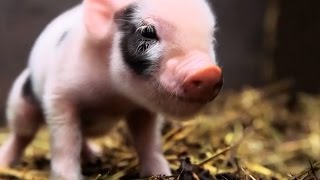 Naissance de bébés cochons nains en direct  ZAPPING SAUVAGE [upl. by Nahtanoy]