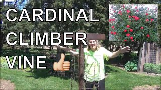 Cardinal Climber Vine Seed to Planting  Attracts Hummingbirds [upl. by Gambell]