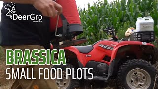 BRASSICA SMALL Food Plot  Jeff Sturgis  DeerGro Tips [upl. by Annaj]