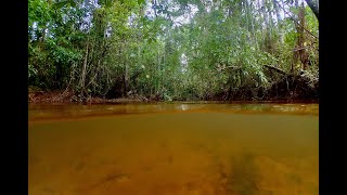 Habitat of Hyphessobrycon herbertaxelrodi and Apistogramma trifasciata Mato Grosso do Sul Brazil [upl. by Drarreg]