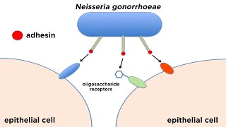 Bacterial Pathogenesis How Bacteria Cause Damage [upl. by Paine]