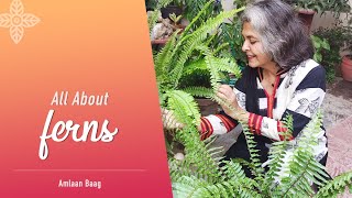 All About Fern  12 Important Aspects  Types Care Propagation Tips [upl. by Anelle]