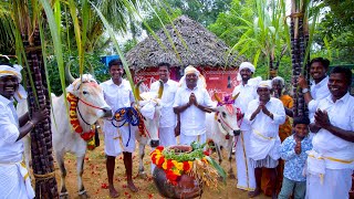 PONGAL CELEBRATION  Mattu Pongal  Grand Tamil Special Festival Celebrate in Village by farmers [upl. by Akeimat94]