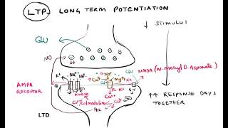 Synaptic plasticity Habituation Sensitization LTP LTD [upl. by Ariahs788]