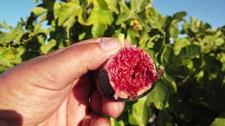 Unknown Pastiliere Fig [upl. by Perce]