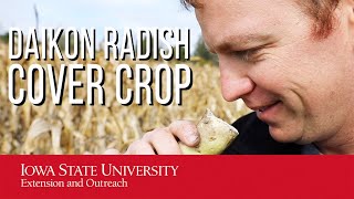 This Radish is HUGE Cover Crop Research [upl. by Dulcie]