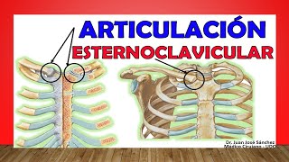 🥇 ARTICULACIÓN ESTERNOCLAVICULAR ¡Anatomía Rápida y Sencilla [upl. by Adaynek]