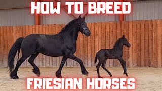 How to breed Friesian horses I explain [upl. by Aer]