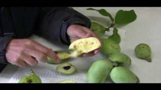 How to Cut and Serve Pawpaw Fruit [upl. by Yoral471]