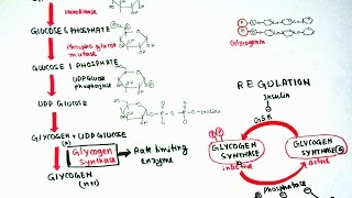 Glycogenesis [upl. by Bran]