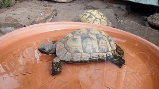 Vorbereitung auf die Winterstarre von Schildkröten [upl. by Cindi790]