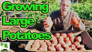 Growing Potatoes  All The Tips You Need [upl. by Adnawad681]