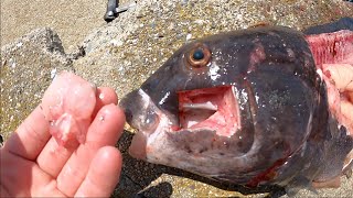 Tautog Catch amp Cook Very Easy Recipe [upl. by Lobiv]