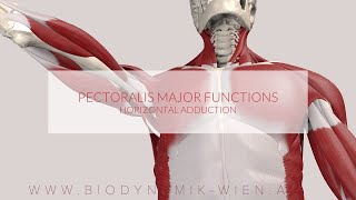 Pectoralis Major Functions Horizontal Adduction 3D Animation [upl. by Salvadore]