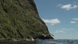 Tristan Da Cunha  National Geographic Pristine seas [upl. by Sicular]