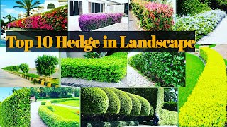 Top 10 Hedge used in Landscaping in IndiaHedge Plants For LandscapeBest Plants for Landscape [upl. by Guntar]