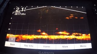 Garmin Panoptix Livescope  Red Lake Early Ice Walleyes [upl. by Phoebe]