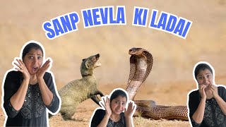 Sanp Nevla ki ladai  Vlog [upl. by Patrizia402]