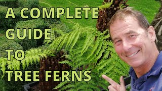 Tree Ferns Dicksonia Antarctica Complete Guide [upl. by Annovaj]