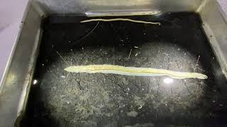 Phylum Nematoda Ascaris dissection [upl. by Oek]