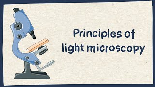 Light microscopy for beginners  Biology tutorial [upl. by Burrill]