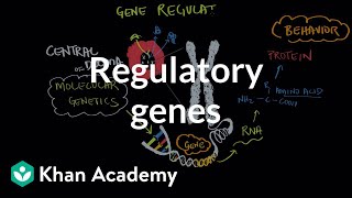 Regulatory genes  Behavior  MCAT  Khan Academy [upl. by Reace]