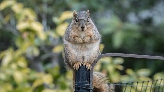 The Squirrel the Physicist and the Bird Feeder [upl. by Lock]