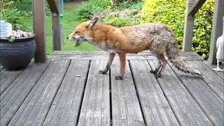 How to help a Fox suffering with Mange  Sarcoptic Mange [upl. by Nylrem480]