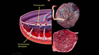 The Placenta and Umbilical Cord Ultrasound Video Lecture [upl. by Baird13]