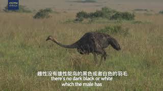 Ostrich The bird that cannot fly [upl. by Waers]