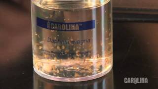 How to Care for Daphnia [upl. by Stavros]