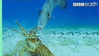 Lobsters vs Trigger Fish  Trials Of Life  BBC Earth [upl. by Nelleh784]